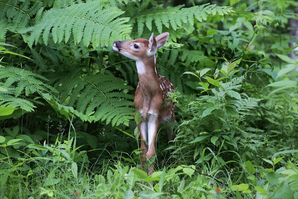 White-tailed deer