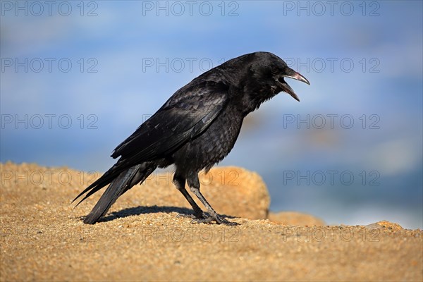 American Crow