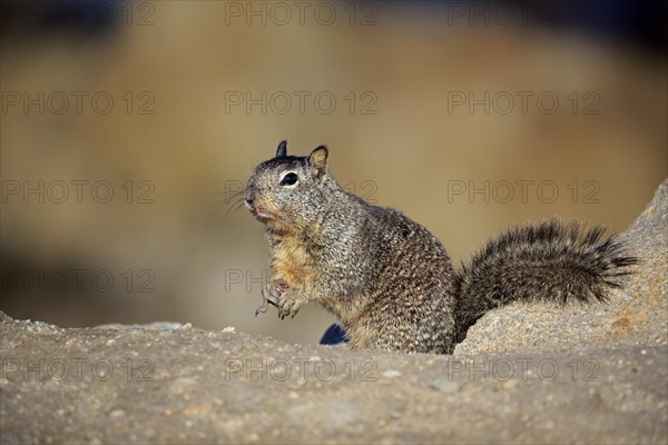 California Ground Squirrel