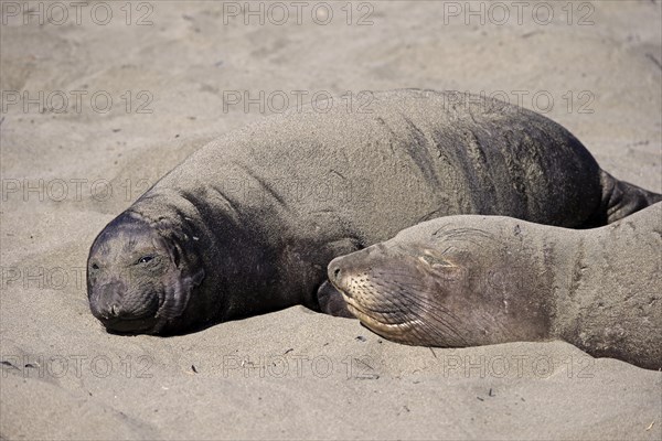 Northern Elephant Seal