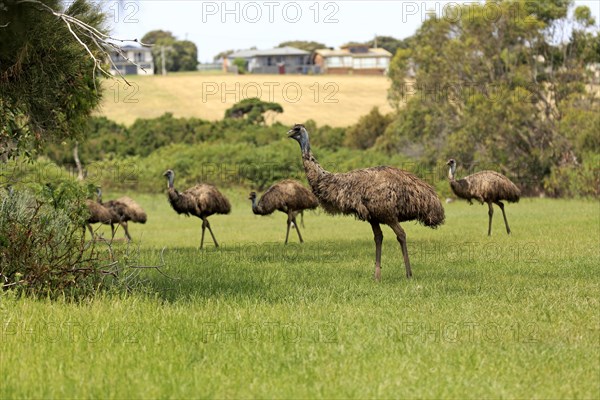 Emu