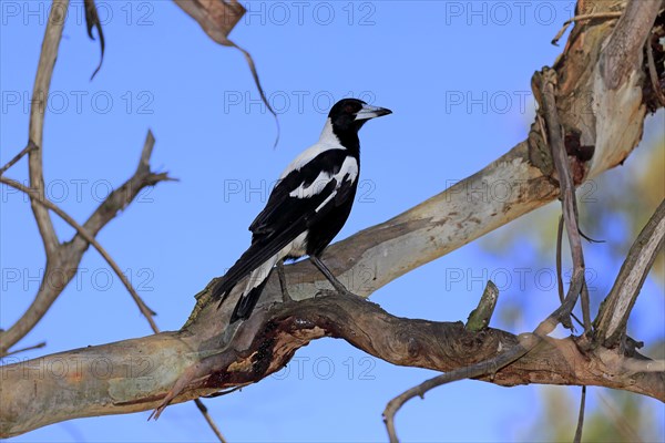 Australian Magpie