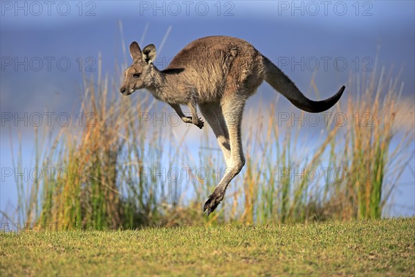 Eastern grey kangaroo