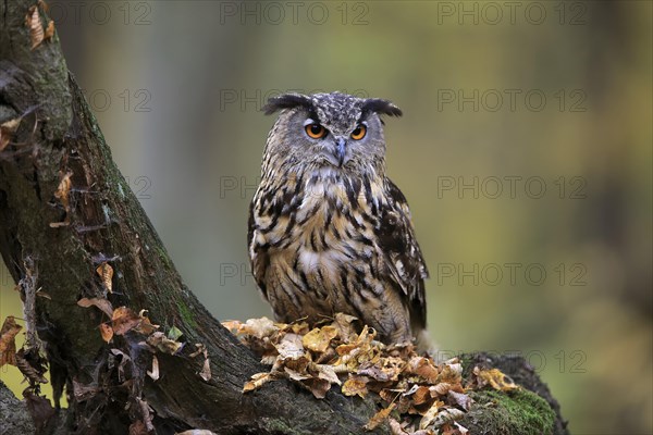 Eurasian Eagle Owl