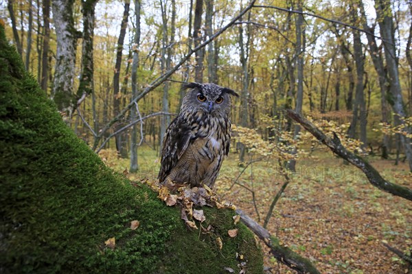 Eurasian Eagle Owl