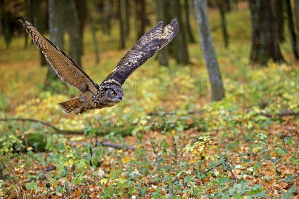 Eurasian Eagle Owl