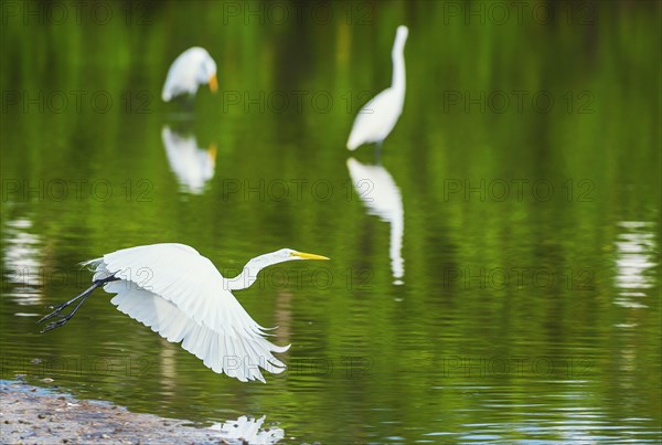 Great white egret