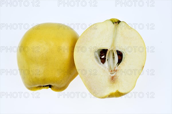 Common quince