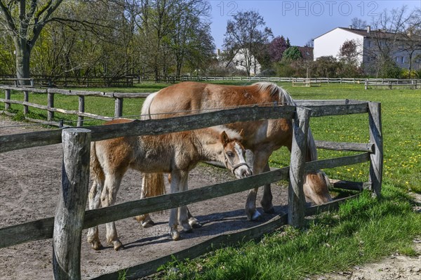 Haflinger