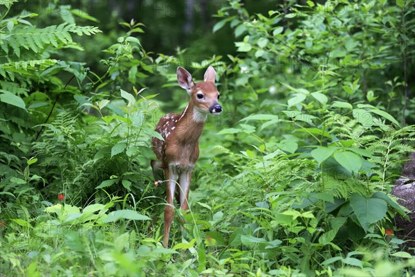 White-tailed deer