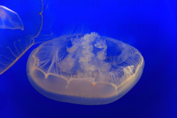 Moon Jelly