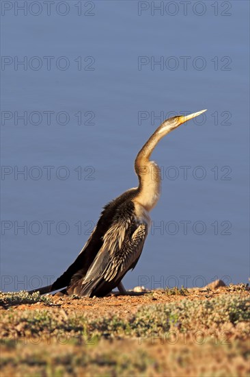 Australasian darter