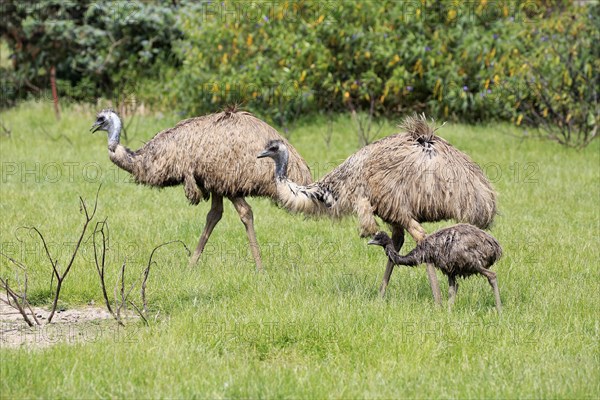 Emu