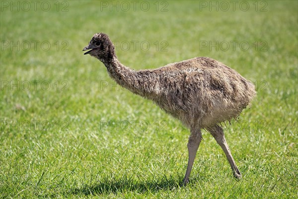 Emu