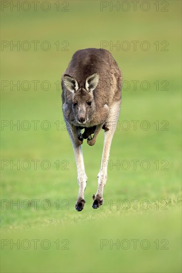 Eastern grey kangaroo