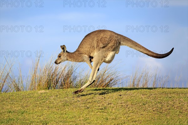 Eastern grey kangaroo