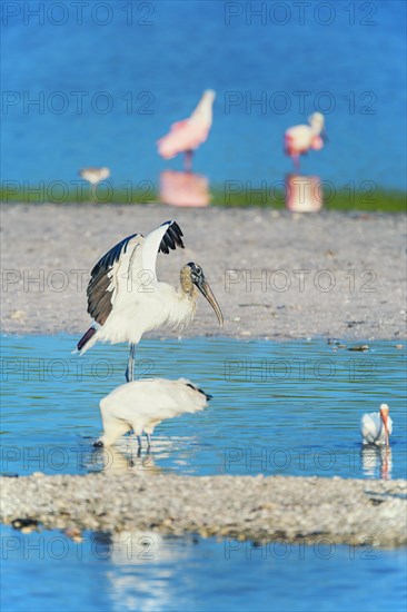 Wood Stork