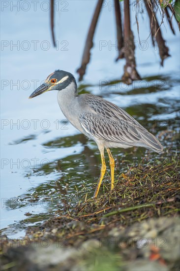 Yellow-crowned Night Heron