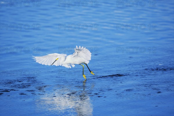 Snowy Egret