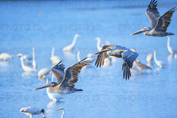 Brown pelicans