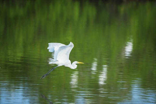 Great white egret