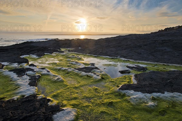 Reflection in the algae at Hook Head Lighthouse