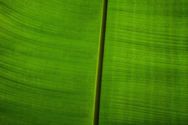 Banana leaf