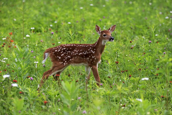 White-tailed deer