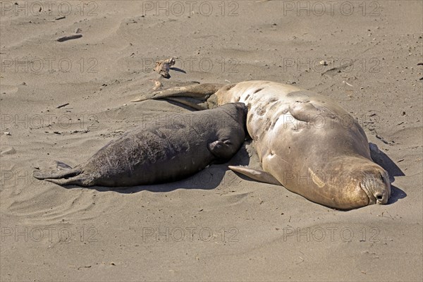 Northern Elephant Seal