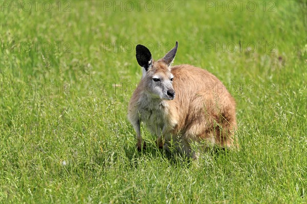 Eastern wallaroo