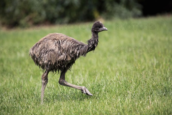 Emu