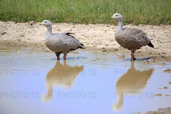 Cape Barren Goose