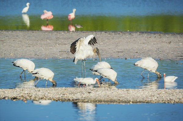 Wood Stork