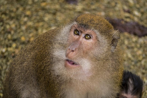 Long-tailed macaque