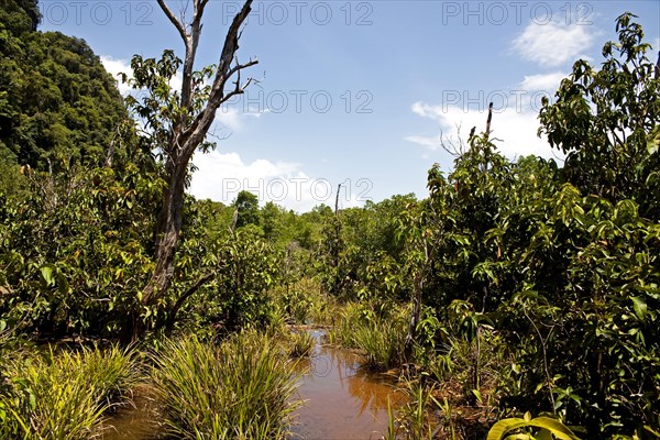 Mangrove trail in Tha Pom Khlong Song Nam national park