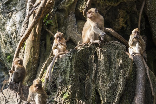 Long-tailed macaque