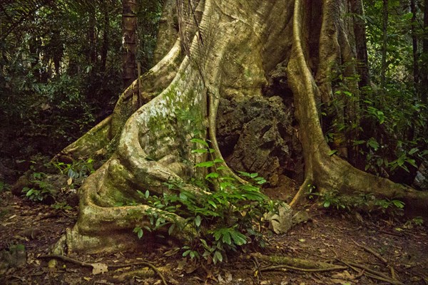 Khao Sok National Park/ Khao Sok National Park