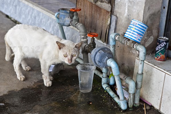 Cat drinking from the dripping tap