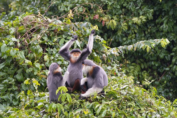 Three red-legged dress monkeys