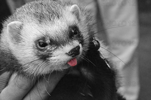 Polecat sticks out red coloured tongue a la Albert Einstein