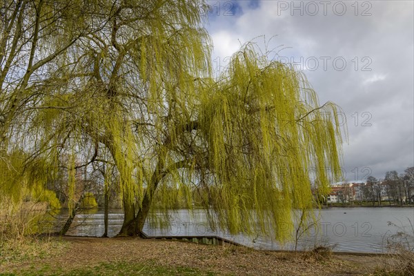 Weeping willow