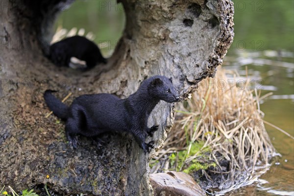 American mink