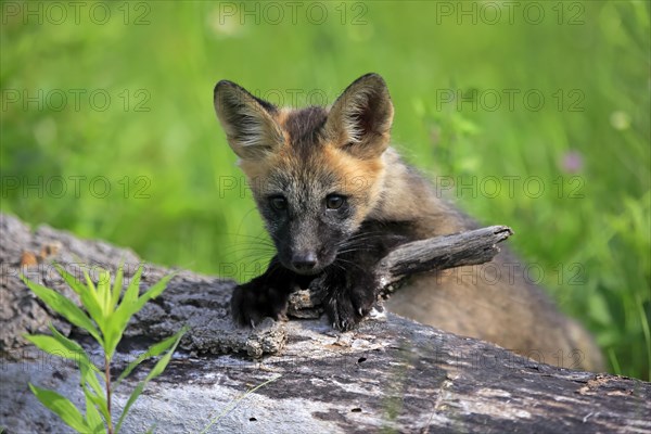 Eastern american red fox
