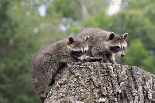 North American Raccoon