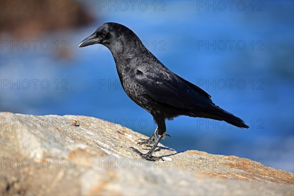 American Crow