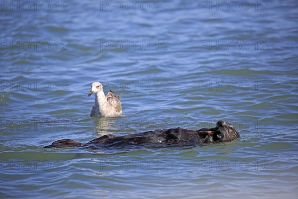 Sea Otter