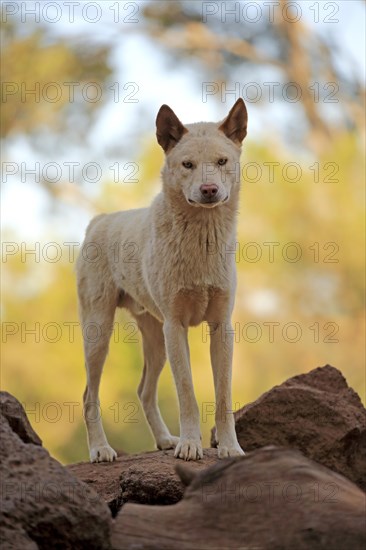 Dingo