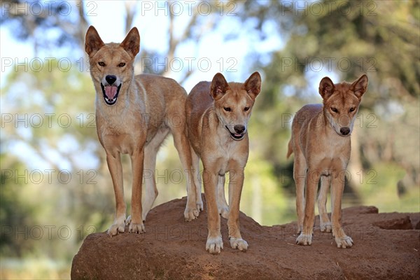 Dingo