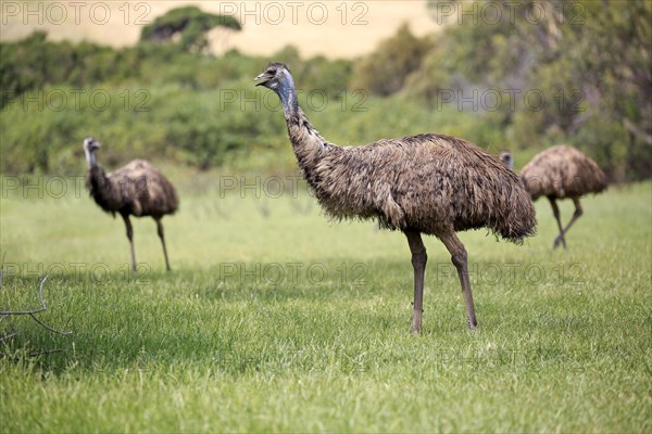 Emu