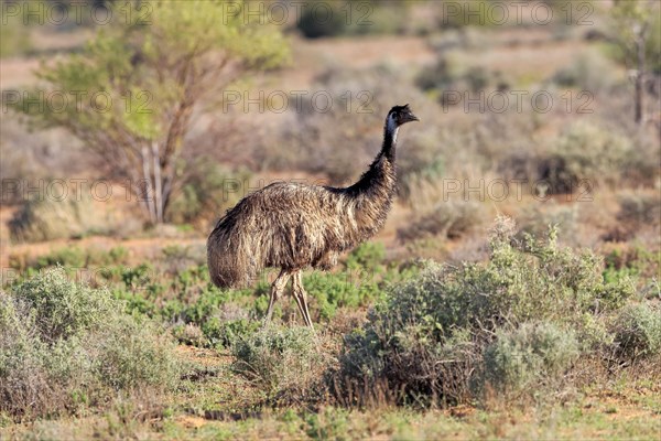 Emu